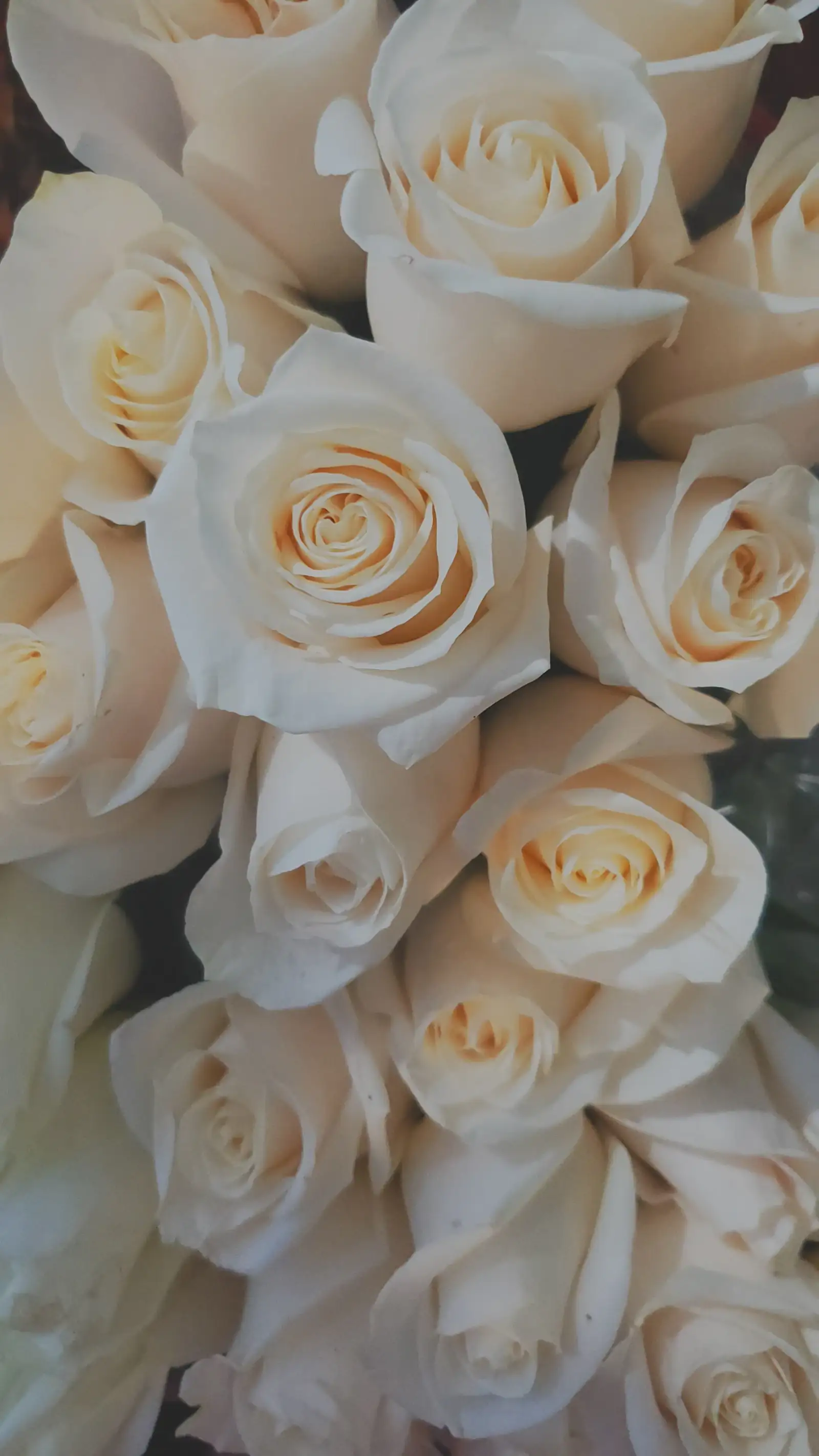 A bouquet of cream roses seen from above